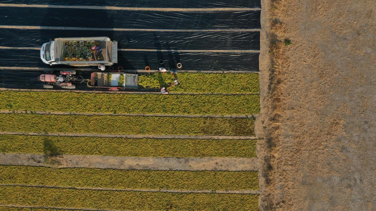 "Türkiye kuru üzümde dünya çapında söz sahibi"