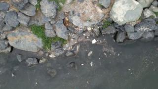 İstanbul'un "Altın Boynuz"u Haliç çöpe teslim