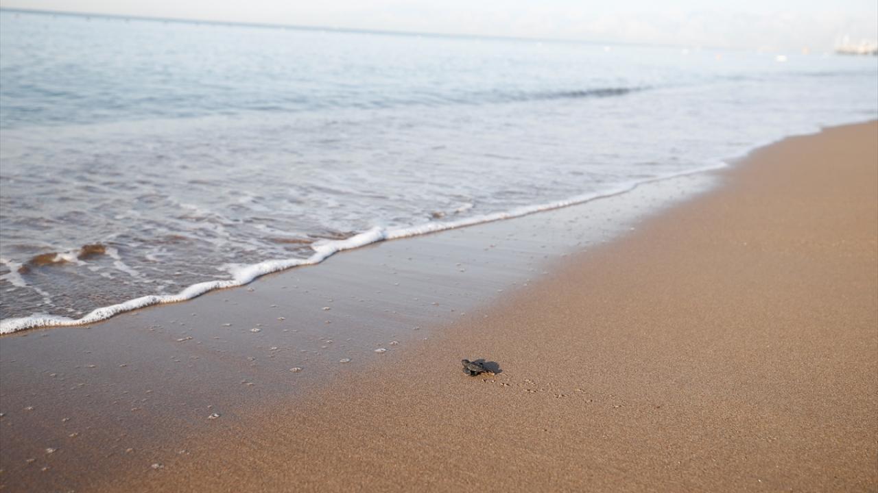 "Personelimiz gece saatlerinde ziyaretçilerimizi kumsala yaklaştırmıyor"
