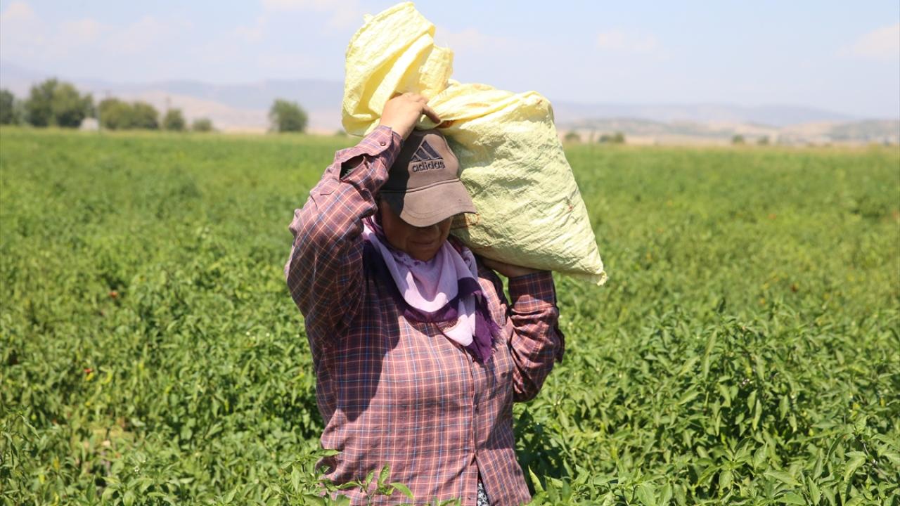 Hibe ve desteklerle üretime katkı sağlıyorlar