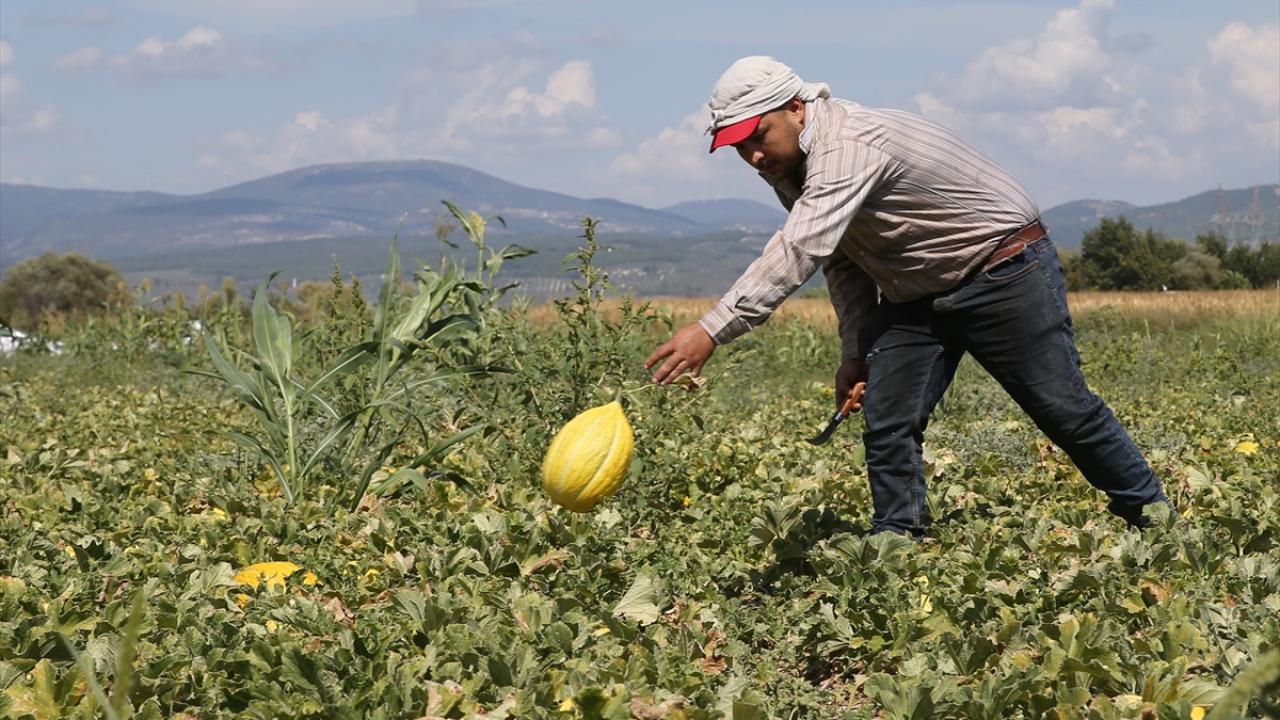 Yurt dışına da gönderiliyor