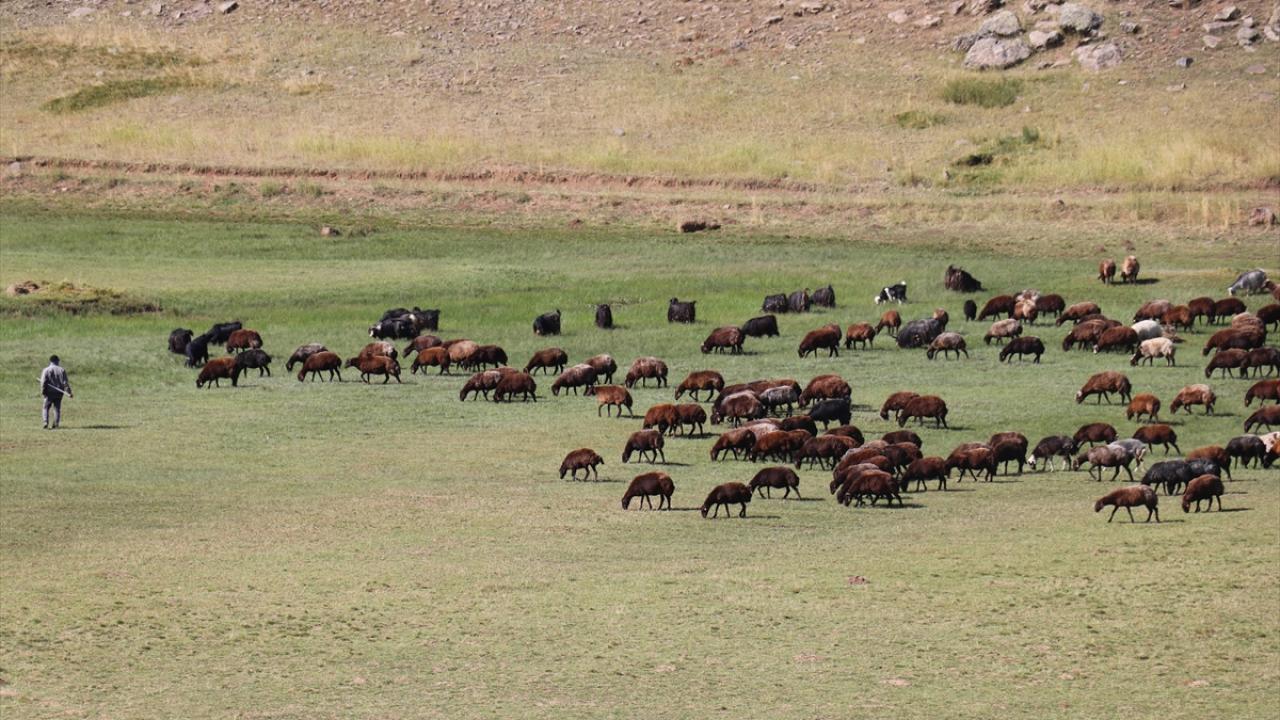 Süt ve peynirlerini yapıp mandıraya verdiler