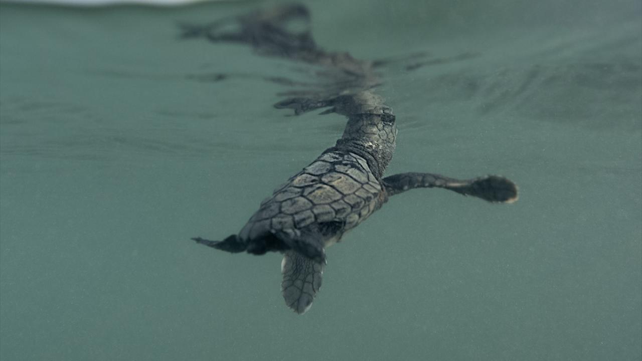 Yuvalar tek tek tespit edilip koruma altına alınıyor