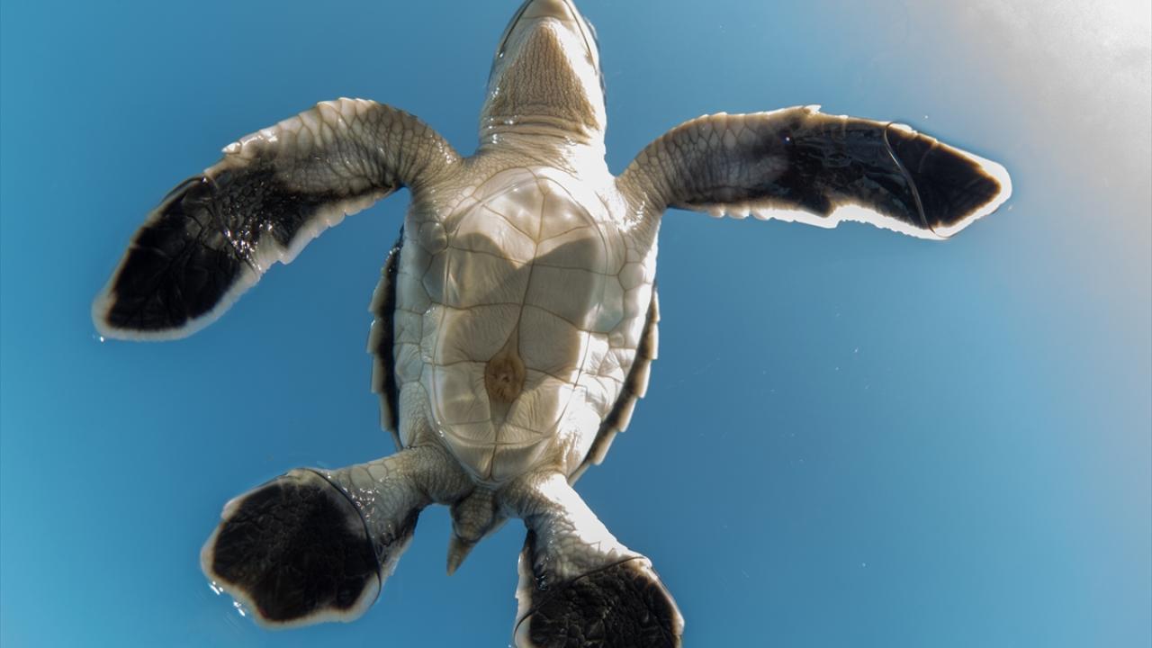 "Yumurtaların kuluçka zamanı 45-60 gün sürüyor"