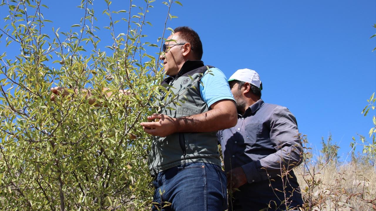 "Saha erozyondan kurtarıldı, civar köylere de örnek oldu"