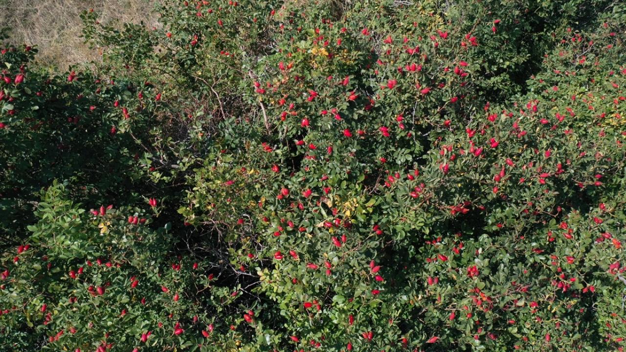 "Dağ taş her tarafta kuşburnu var"