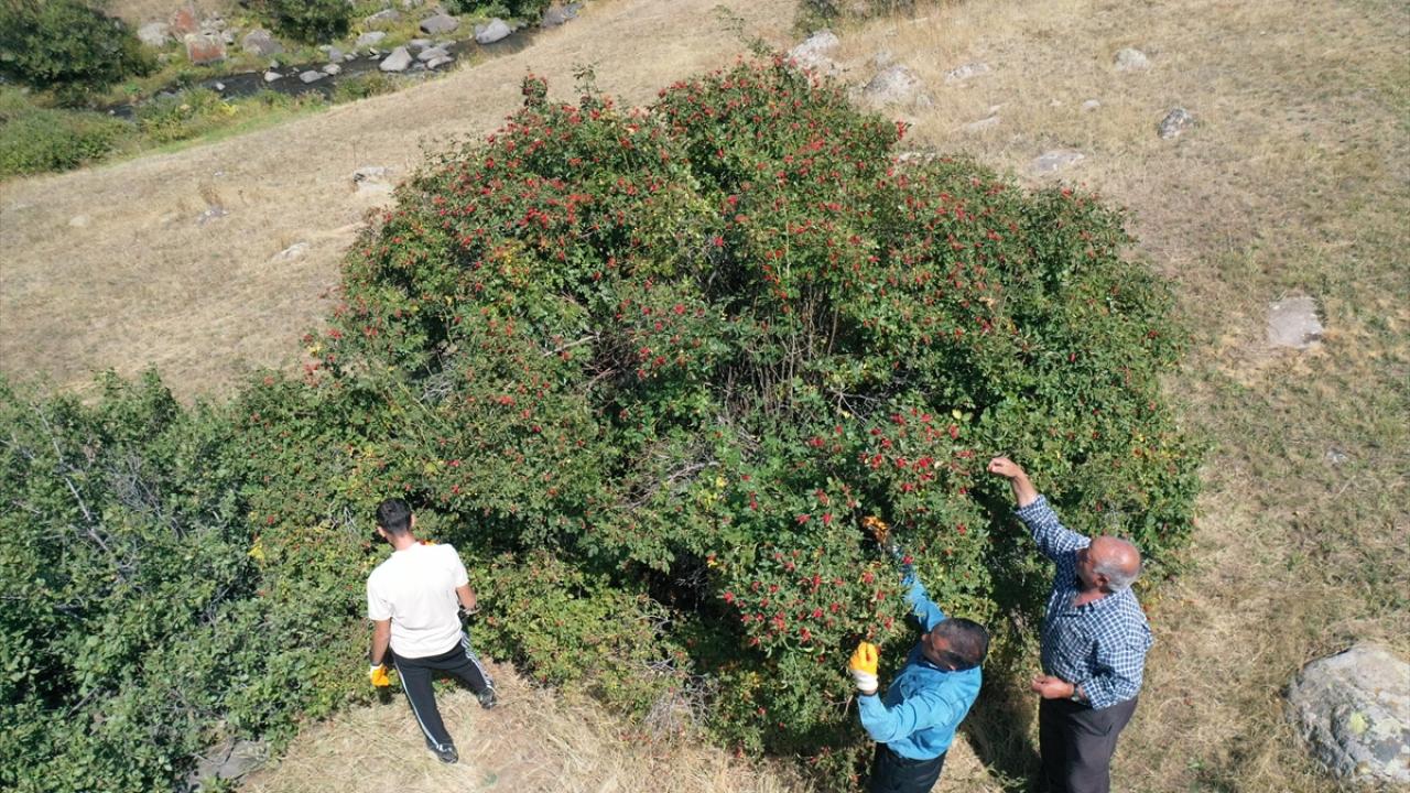 "Geçen sene 100 kilo kuşburnu İstanbul`a götürdüm"