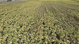 Ağrı'nın ayçiçeği tarlalarında hasat zamanı