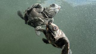 Antalya'da caretta caretta yavrularının yuvalarından çıkışı görüntülendi