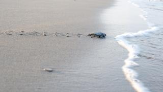 Binlerce deniz kaplumbağası denizle buluştu
