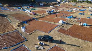 Giresunlu üreticilerin fındığı kurutmak için adresi bu yıl da Şebinkarahisar oldu