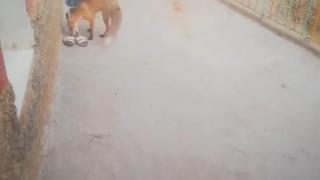 Kurnaz tilki ayakkabı ve terlik hırsızı çıktı