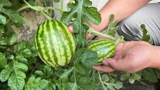 Sivas'ta betonda karpuz yetişti