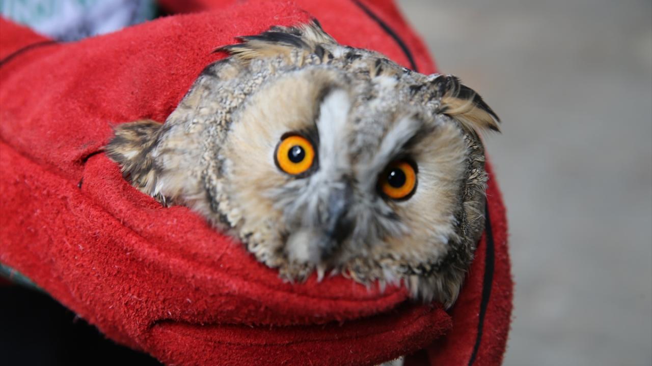 Merkezde 5 veteriner görev yapıyor