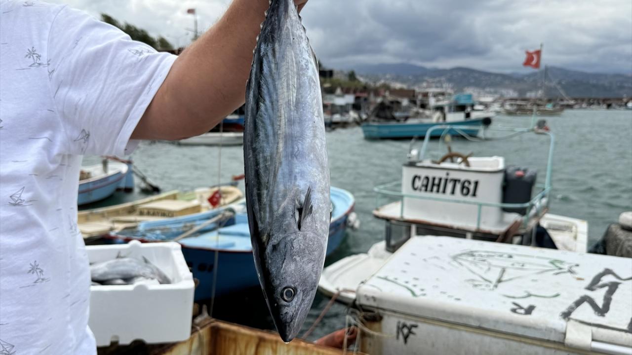  "3 tane ile 4 kişilik aile rahatlıkla doyabilir"