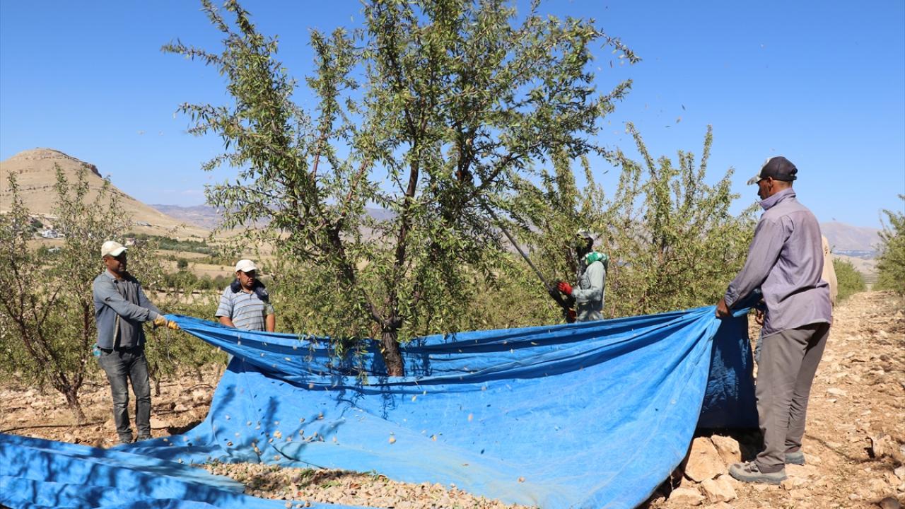 "Artık burası `badem bölgesi` oldu"