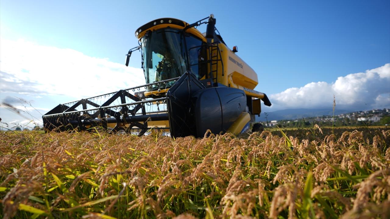 "Bu pirinci yiyenler başka pirinç yemiyor"