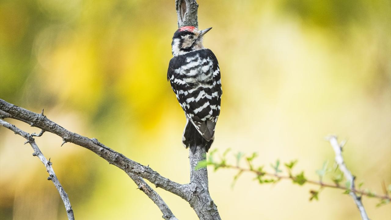 Küçük ağaçkakan