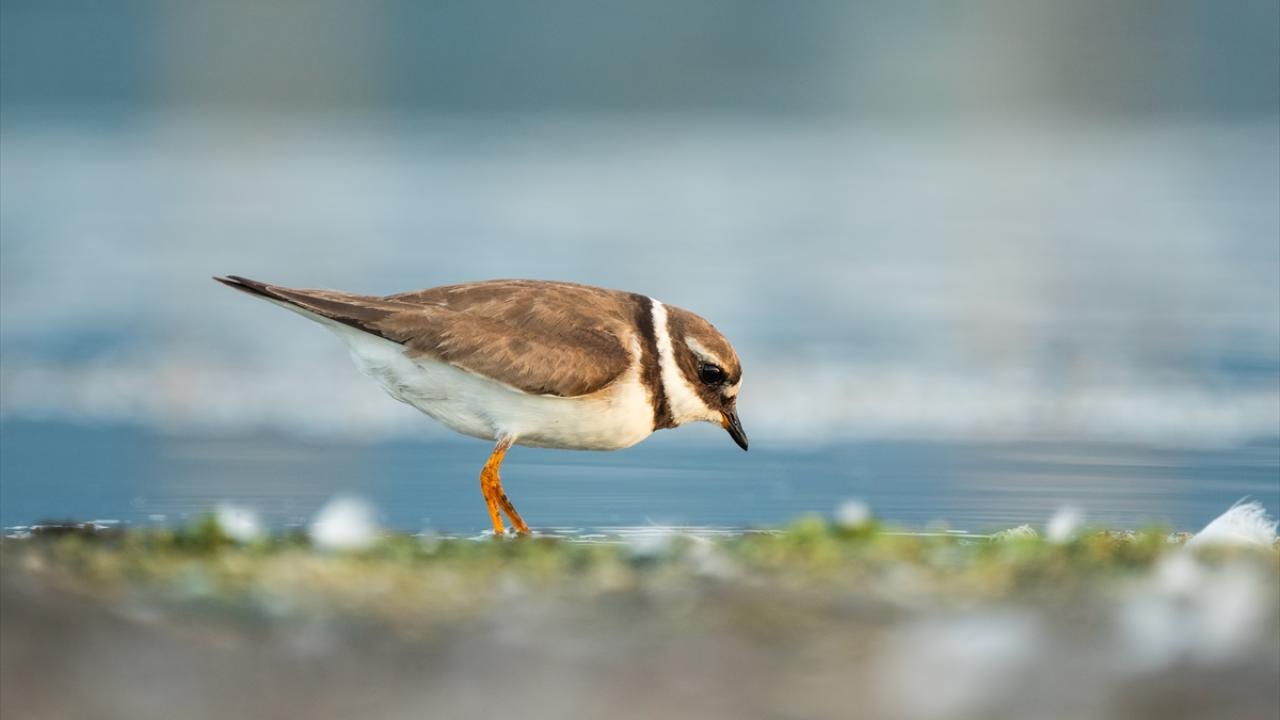 Halkalı küçük cılıbıt