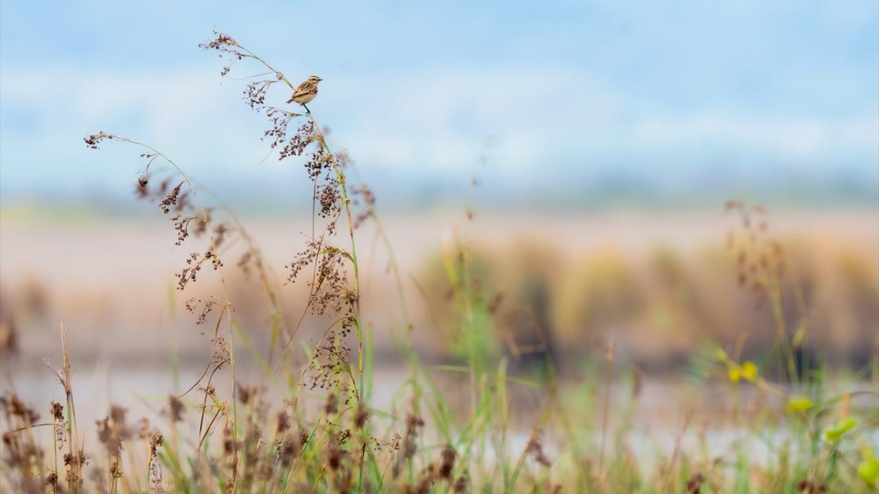Çayır taşçalanı