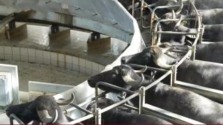 İstanbul'da manda yetiştiricilerinin sayısı artıyor