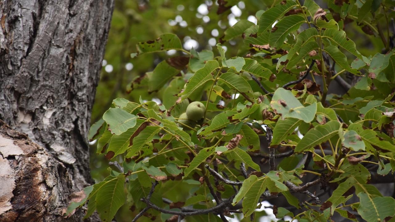 "Köyün geçmişi ve kökeni hakkında fikir veriyor"