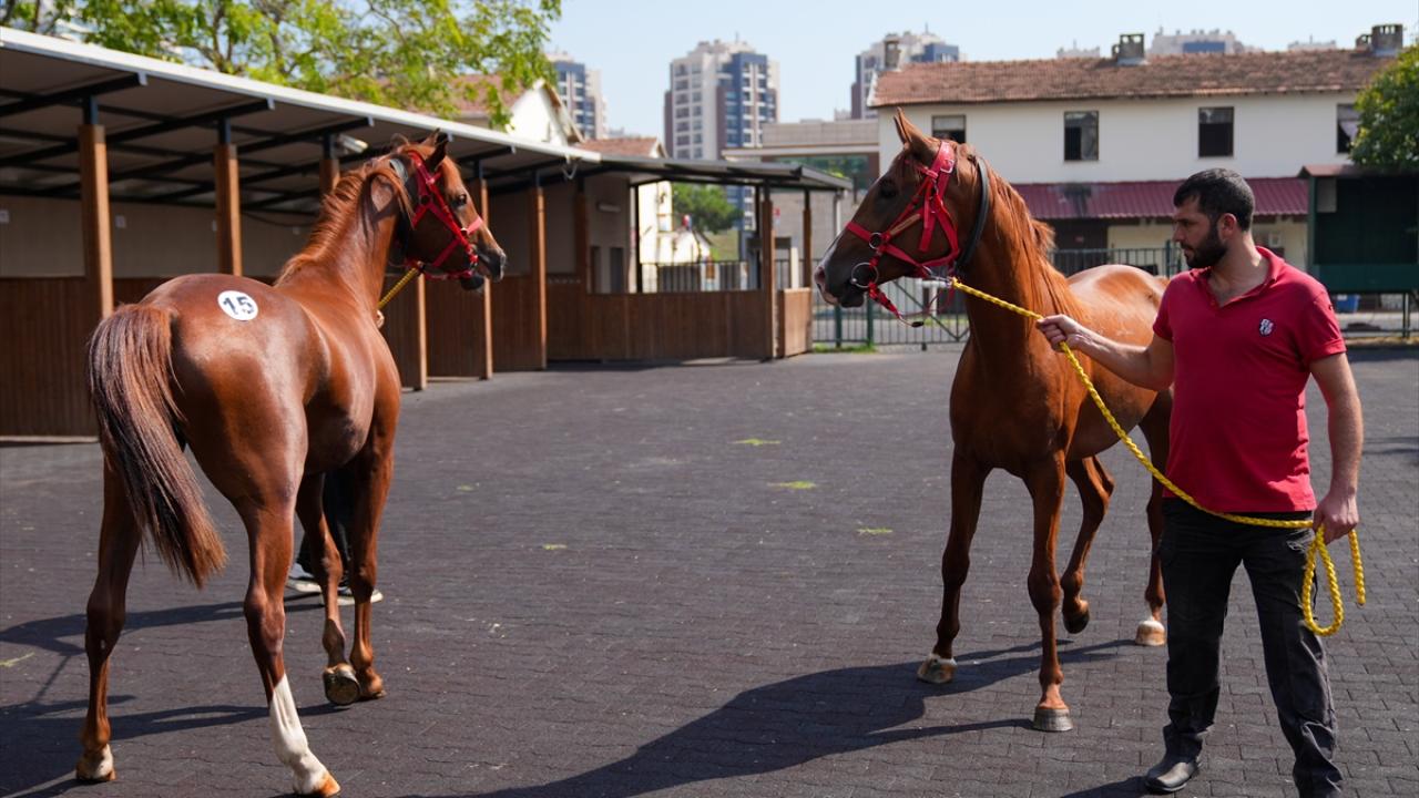 "Dünyanın en kaliteli Arap atlarını bugün ülkemizde yetiştiriyoruz"