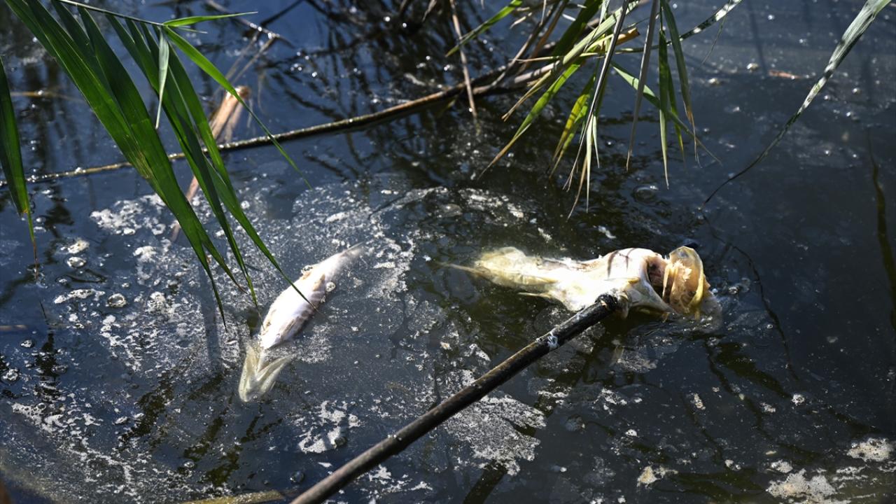 "Eymir Gölü`nde sazan balıklarının sayısında artış yaşandı"