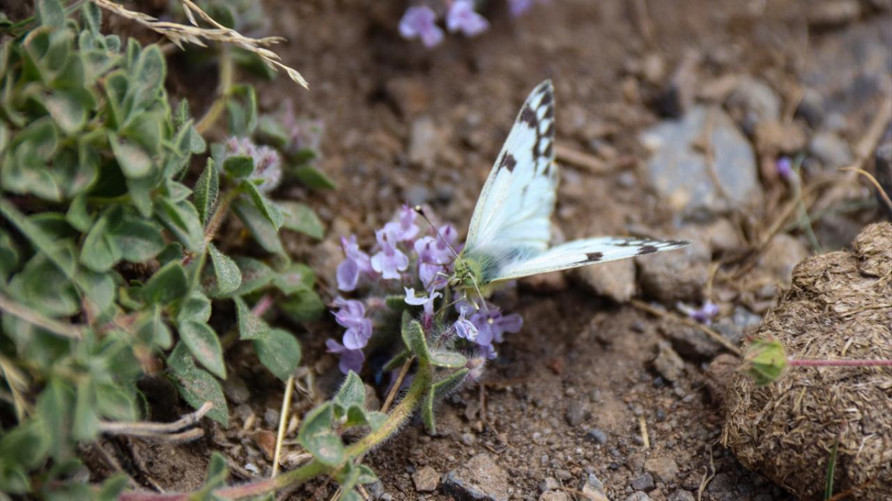 "Ağrı Dağı yaban hayatı için bölgenin en önemli merkezi"