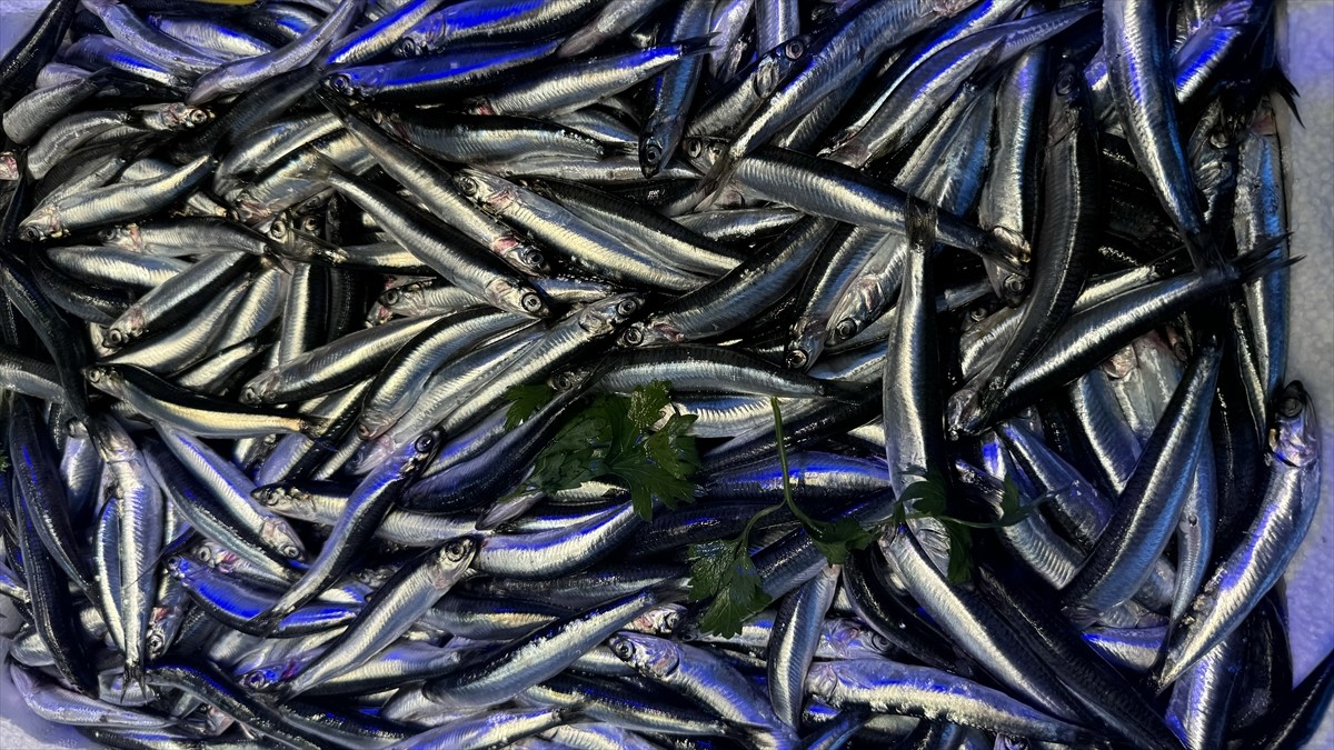 "Hamsinin bol miktarda avlanacağı günü sabırsızlıkla bekliyoruz"