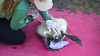 Deniz biyologları Brezilya'nın Guanabara Körfezi'ndeki kirlilikten etkilenen kaplumbağaları kurtarmaya çalışıyor