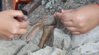 Çankırı Çorakyerler kazısında bu sezon en çok zürafa, fil ve gergedan fosili bulundu