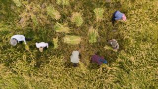 Tescilli Karacadağ pirinci elle hasat ediliyor