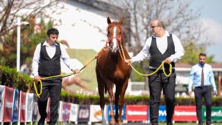TİGEM'in açık artırmasında Arap tayı 7 milyon 900 bin liraya satıldı