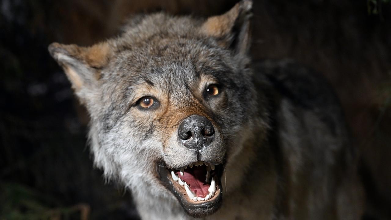 "Kültür ihracatı yaptığımızı düşünüyoruz"