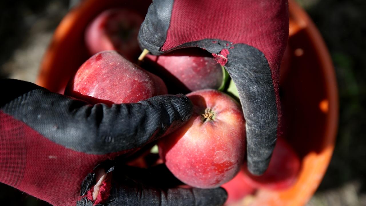 "Bu yıl 80-85 bin ton rekolte bekliyoruz"