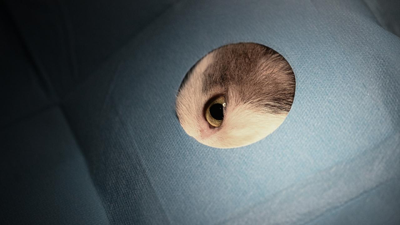 Ortopedik vakalarda başarılı sonuçlar alındı