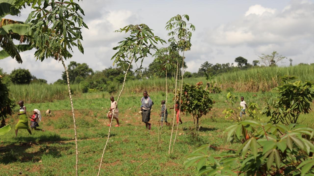 Afrika`nın "doğal kahve" merkezi Uganda