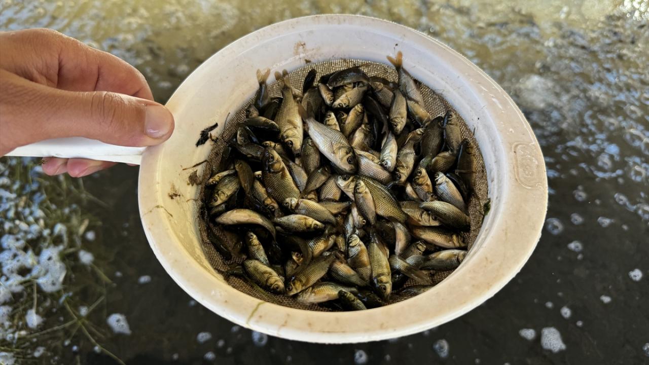 "Sazan yavrularının popülasyonunu artırmaya çalışıyoruz"