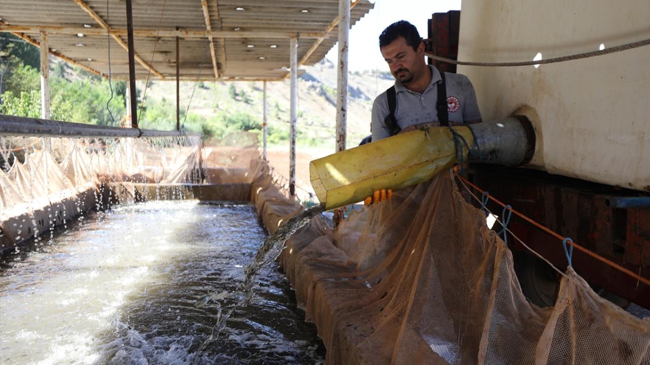 Sazan yavrusu üretimi için hassas çalışma