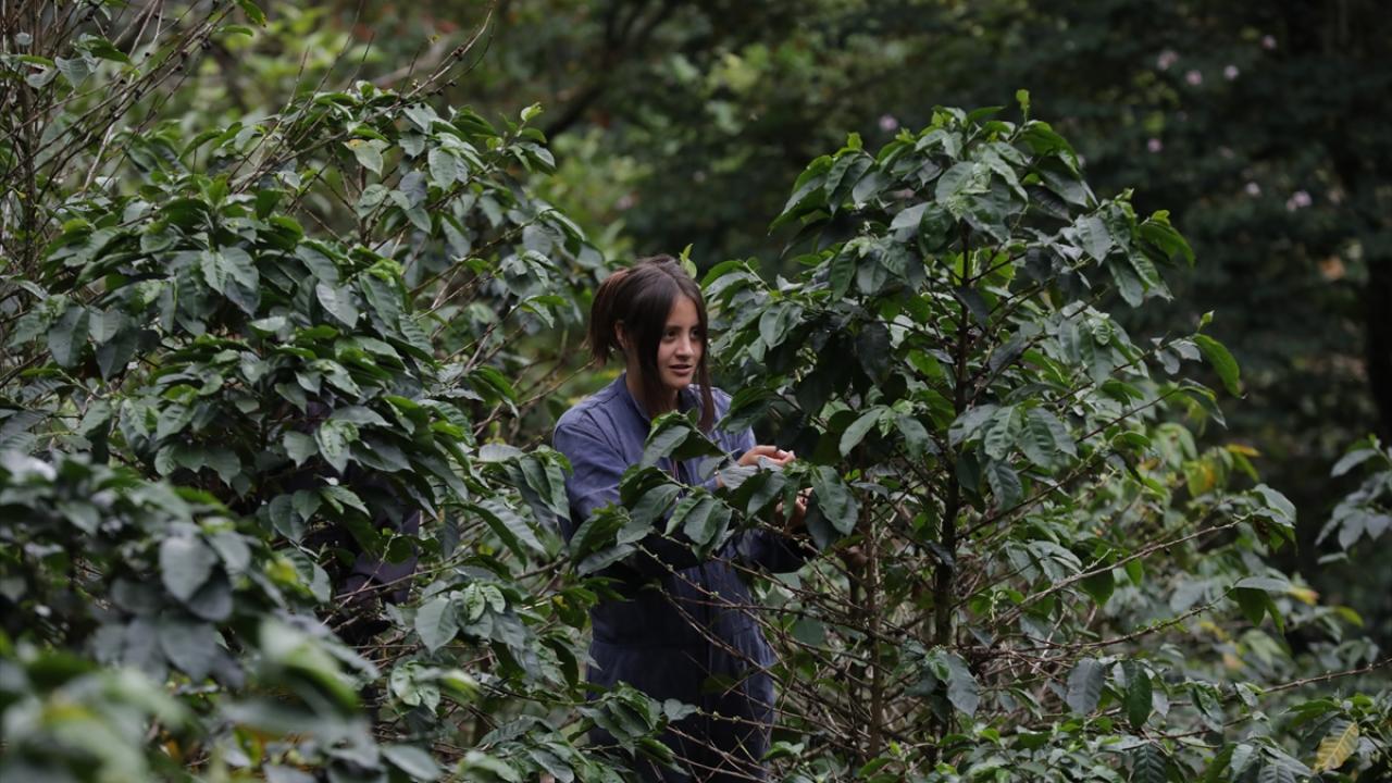 Kolombiya`da Dünya Kahve Günü