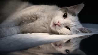 Kök hücre tedavisi körlük riski taşıyan kediye umut oldu