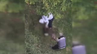 Maltepe’de Pitbull cinsi köpek kediye saldırdı