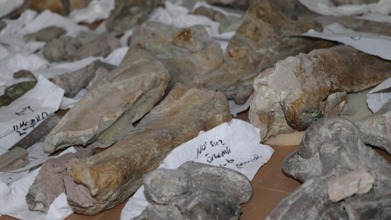 4 bin 300 civarındaki fosilin sergilenebileceği bir müze kurulması için çalışılıyor