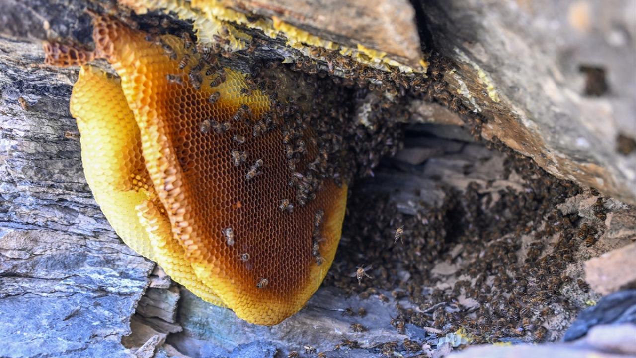 "Çok özel bir bal"