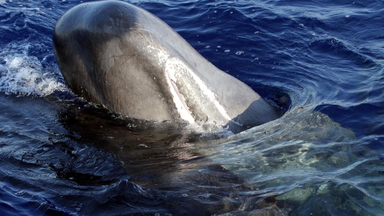 "2019`dan beri Doğu Akdeniz`de görülmüyor"