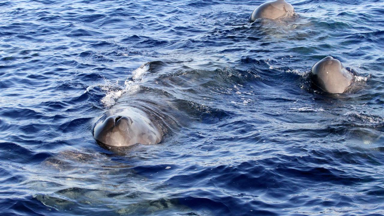 Balinalar da tehlikede