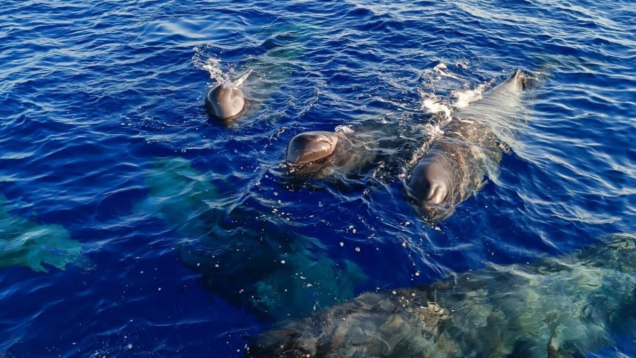 "Türkiye`de balina olduğu pek bilinmiyor"