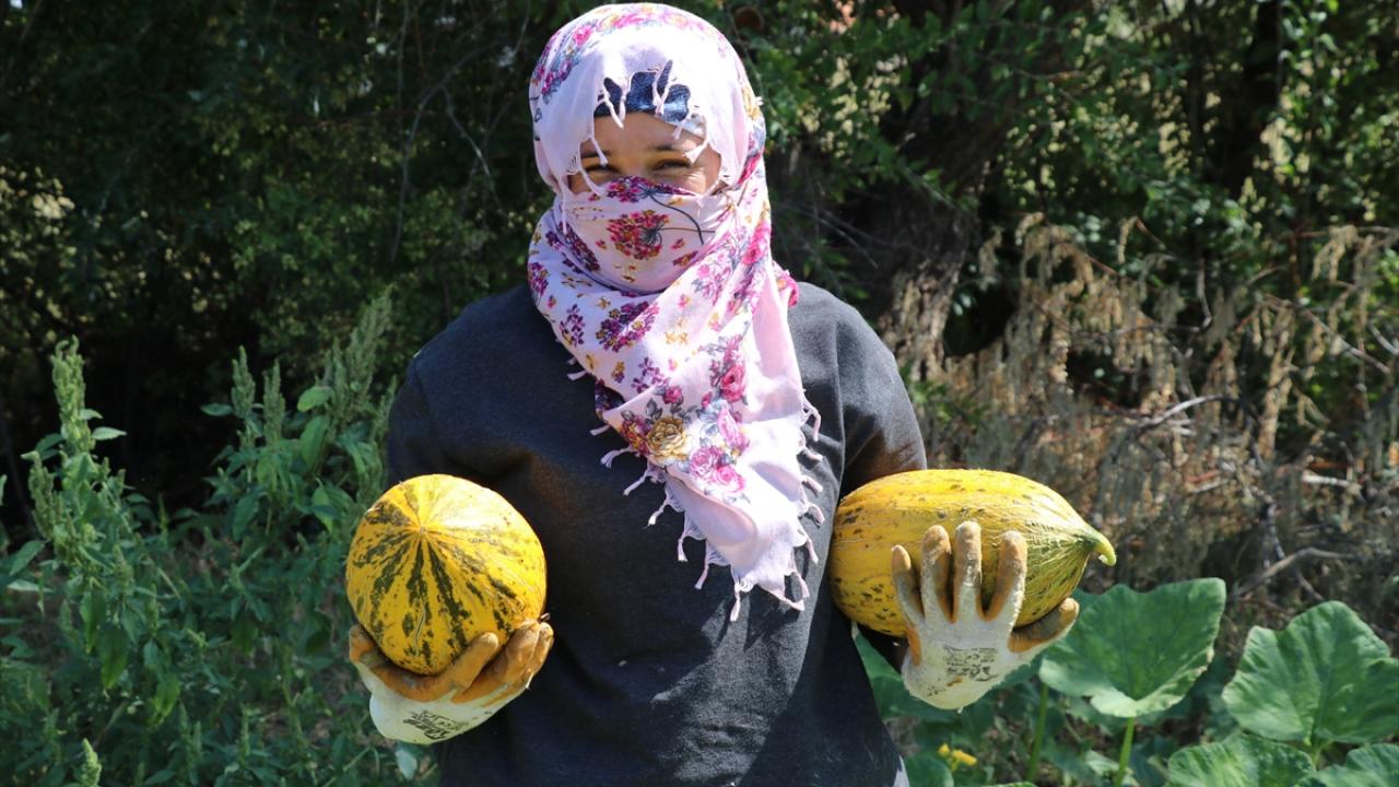 "Meyve bahçeleri hızla çoğalıyor"