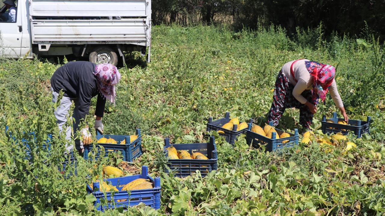 "Yurt dışına satabilmek için destek bekliyoruz"